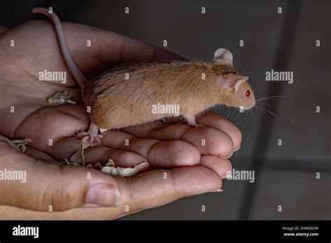 Small House Mouse of the species Mus musculus Stock Photo - Alamy