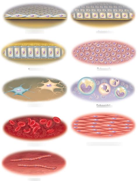 cell types module  diagram quizlet
