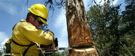 Cutting Down A Dead Tree Safely