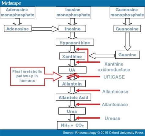 Uric Acid And Evolution