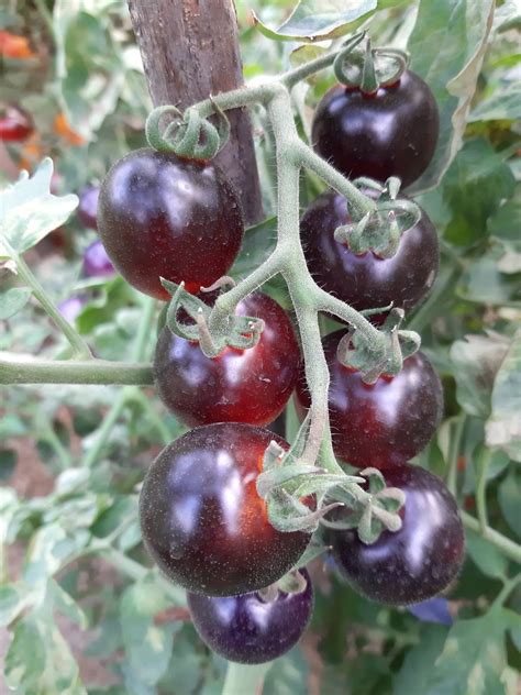 насіння томату Чорний шоколад, купити за 15.00 грн. :: Rastim