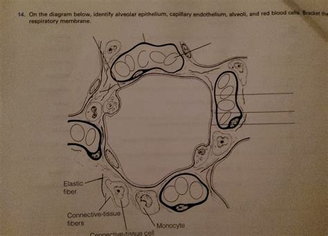 On The Diagram Below Identify Alveolar Epithelium Chegg