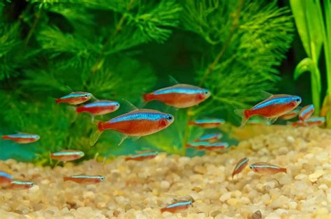 Cardinal Tetras: Your Guide to These Beautiful Tropical Fish