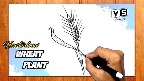 How To Draw Wheat Plant