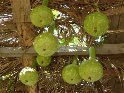 Bottle Gourd Tree