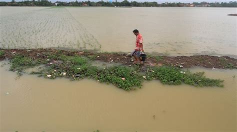 100 Hektar Sawah Terendam Banjir Akibat Tanggul Sungai Pagerongkal