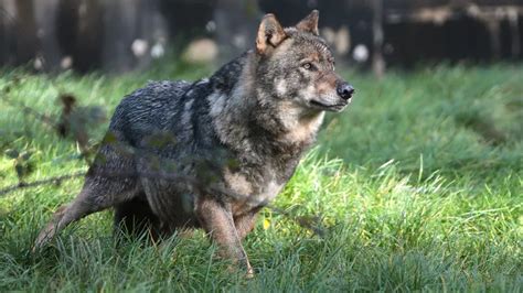 Loup camper près des troupeaux bovins pour les protéger qui veut