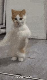 GIF de Cat Meme | Tenor