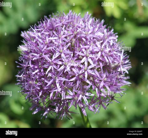 Flowers in Highdown Gardens Stock Photo - Alamy