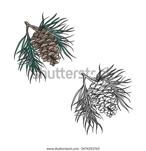 Pinecone Drawing Line Art Style Outline Stock Vector Royalty Free