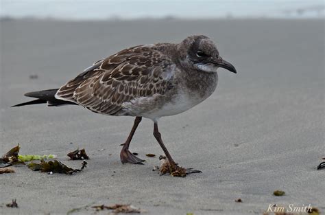 juvenile-laughing-gull-copyright-kim-smith | Kim Smith Films