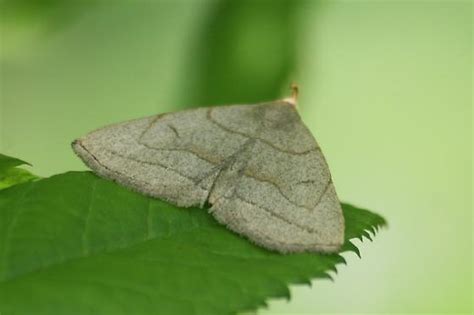 Moth Zanclognatha Pedipilalis BugGuide Net