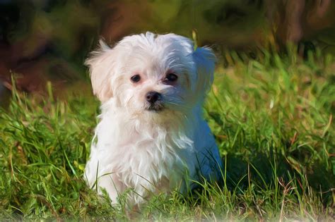 Cute Maltese Puppies Wallpaper