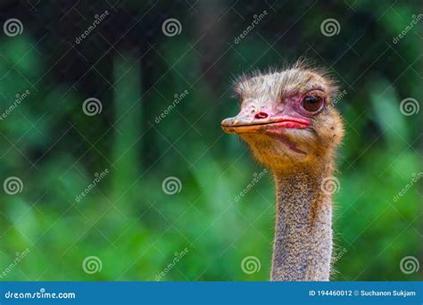 Head and Eye of Ostrich Closeup Stock Photo - Image of long, close ...