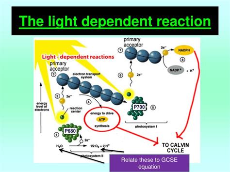 PPT - The light dependent reaction PowerPoint Presentation, free ...