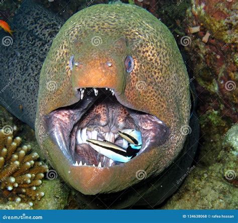 moray eel fish  red sea stock photo image  underwater moray
