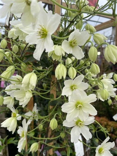 Clematis Evergreen Avalanche Large 180cm Plants 7lt Pots Whilton Locks Garden Village