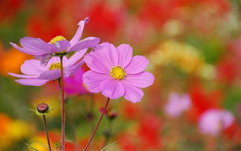 🔥 [40+] Pink Cosmos Wallpapers | WallpaperSafari