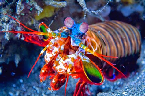 Mantis Shrimp Photos Wallpapers The Fun Bank