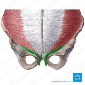 Cremaster: Origin, insertion, innervation, action | Kenhub