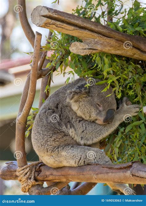 Koala Is A Species Of Marsupials That Lives In Australia. Royalty-Free ...