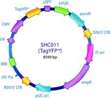 MISSION PLKO 1 Puro CMV TagYFP Positive Control Particles Contains A