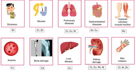 Adverse Effect Of Different Heavy Metals In The Human Body Cheng Et Download Scientific