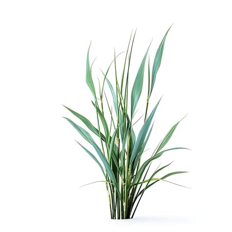 Premium Photo Shelter Switchgrass Bluegreen A Mini Bouquet High Biomass Y Isolated On White