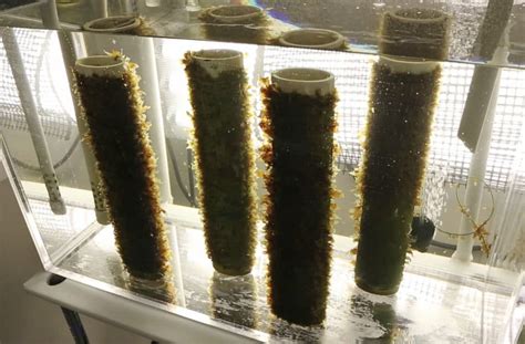 After Growing Like A Weed For Years, Maine's Seaweed Industry Faces New ...