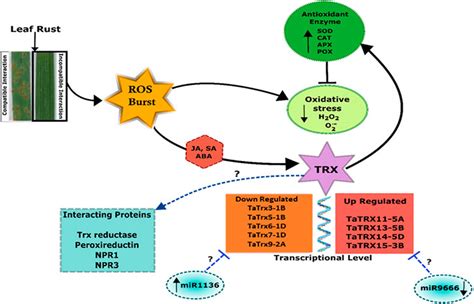 Frontiers Genome Wide Identification And Expression Analysis Of The