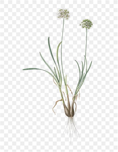 Allium Carolinianum Png Sticker Vintage Premium Png Rawpixel