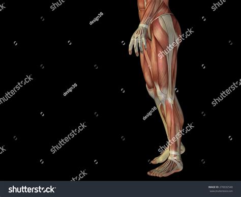 38,322 Leg And Foot Muscles Images, Stock Photos & Vectors | Shutterstock