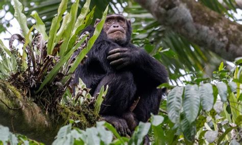 Chimpanzee Trekking Safari In Rwanda Rwanda Safaris Tours