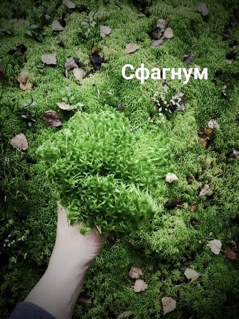 Заготовки для флористики. Мох. Сфагнум