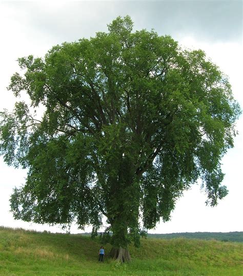 Majestically Tall Elm Tree Guardians