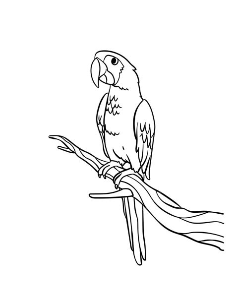 how do you parrot hyperactive without vet 3