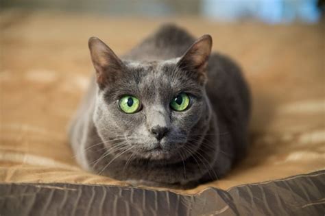 The Good Luck Cat (2014) by Lissa Warren & the Truth Behind One Woman's ...