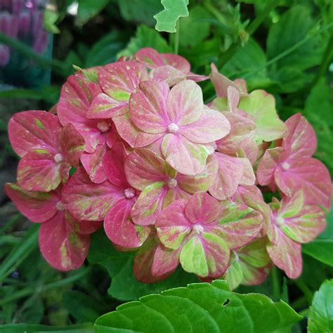 Hydrangea Macrophylla Glam Rock Hydrangea Glam Rock In Gardentags