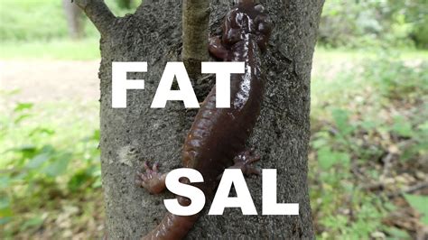 One Fat Arboreal Salamander Youtube