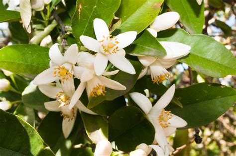 Pin on Neroli Essential Oil