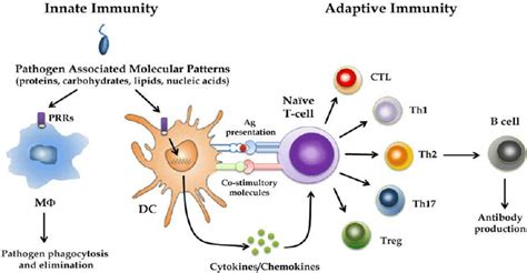 Dendritic Cells Link Innate To Adaptive Immunity Once In Contact With