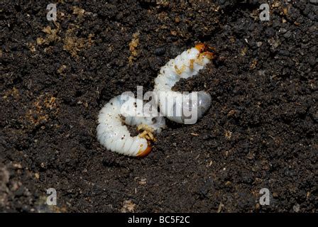 June Bug larvae Stock Photo - Alamy