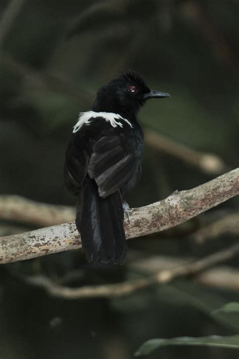 Foto Papa Taoca Da Bahia Pyriglena Atra Por Daniel Santos Wiki Aves