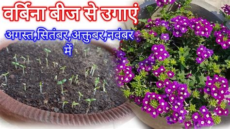 Verbena Flower Seeds How To Grow Verbena Seeds Germination Youtube