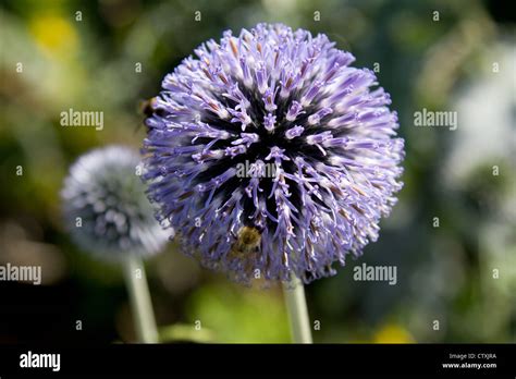 Globe thistle in flower Stock Photo - Alamy