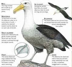 1000+ images about BIRDS - ALBATROSS on Pinterest | Singles sites ...