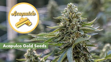 Where's Best to Buy Acapulco Gold Seeds Online | 10Buds