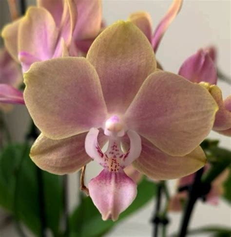 Орхидея Phalaenopsis Multiflora отцвёл РЕАНИМАШКА