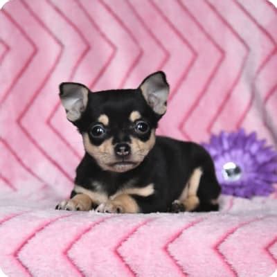 Pomchi Puppies for Sale | Buckeye Puppies