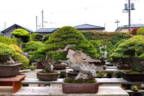 Masahiko Kimura Bonsai Today